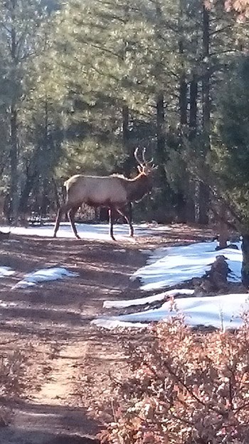 winter-elk19